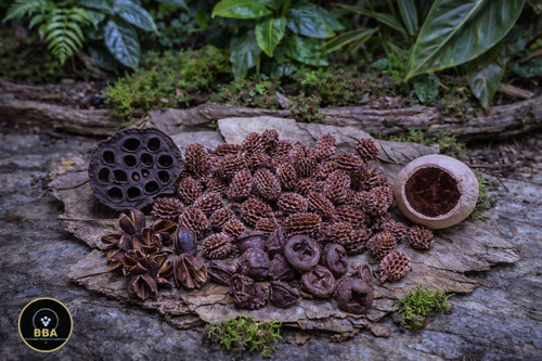 Jungle pod mix terrarium - mix,