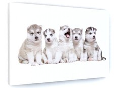 Cute husky puppies canvas - cute,