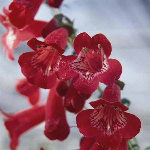Beardtongues penstemon king - penstemon, 'king
