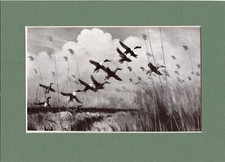 Peter Scott ~ Norfolk