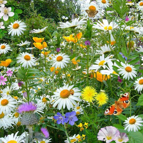 Wild flower meadow dry sandy - wild,
