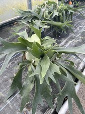 Platycerium bifurcatum - Elkhorn Fern - 17cm pot