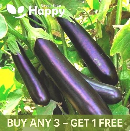 Vegetable aubergine - vegetable,