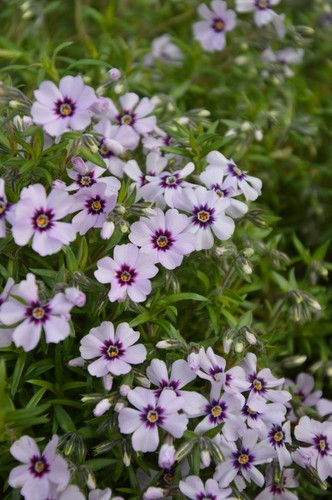Alpine phlox plant rockery - plant,