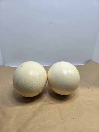 Ostrich egg blown - ostrich,