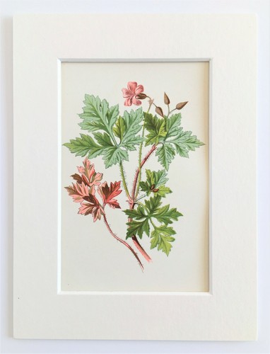 Herb robert hulme mounted - herb,