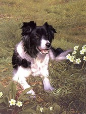 Steven Townsend - Isla -