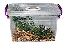 Praying Mantis,Stick