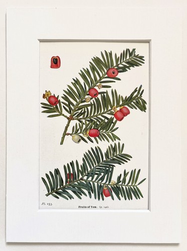 Yew tree mounted antique - yew,