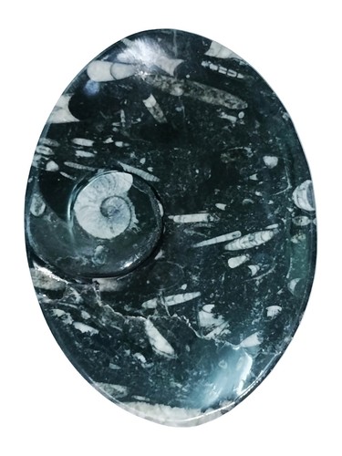 Oval orthoceras fossil stone - oval,