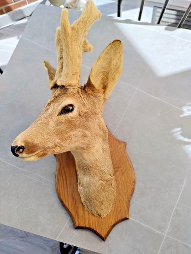 French taxidermy roe - deer, head