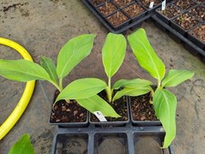 Musa balbisiana - 9 cm Pot