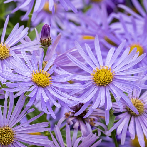 Perennial flowering plant - flowering,