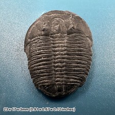 Elrathia kingi Trilobite