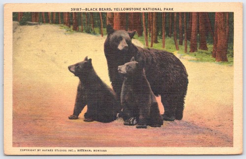 Vintage black bears - vintage,