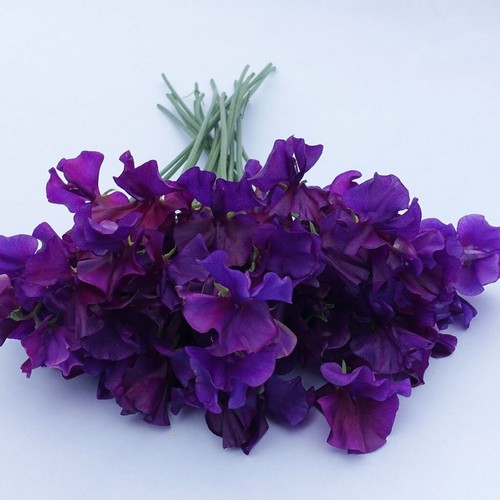 Blue velvet sweet pea seeds - blue,