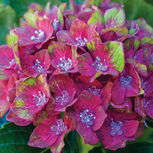Hydrangea macrophylla glam - 2x,