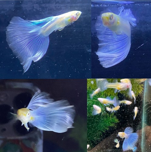 Guppies multiple varieties - -,