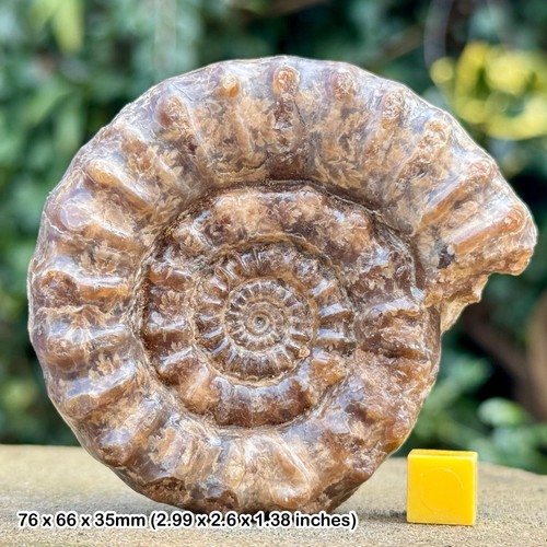 Xipheroceras fossil ammonite - xipheroceras,