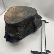 HUGE Whale Vertebrae Fossil