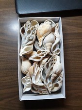 sectioned / cut and polished sea shell specimens