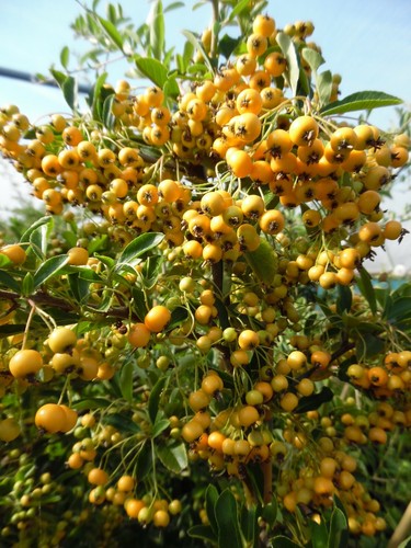 Pyracantha soleil or 2l - 5,