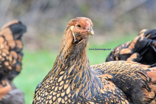 Gold laced brahma fertile - laced,