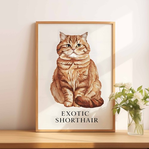 Exotic shorthair cat - a5,