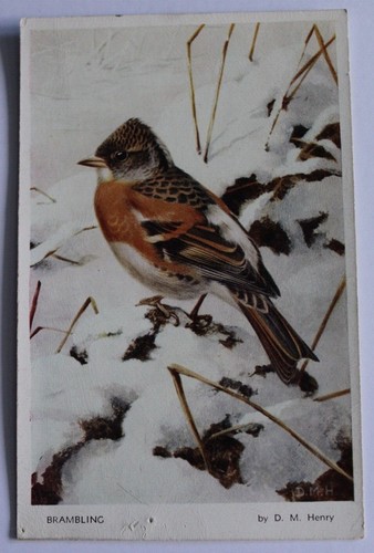 Vintage henry bird - d,