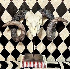 Vintage Ram Skull 21”