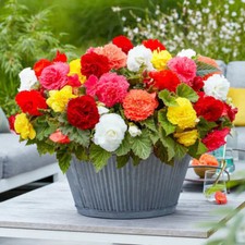 10 Begonia Ruffled Fimbriata