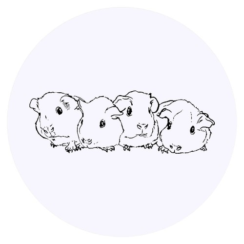 Baby guinea pigs - x, 'baby