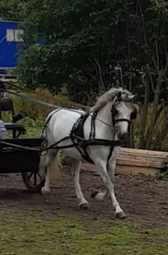 Pony harness fit - pony., or