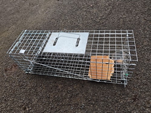 Squirrel trap humane kill - no,