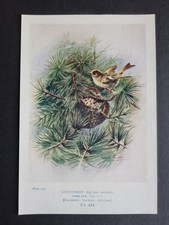 Antique 1910 print - Goldcrest