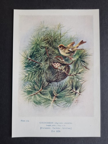 Antique 1910 print goldcrest - print,