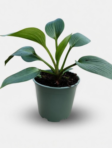 Green hosta plant pot - 1l,