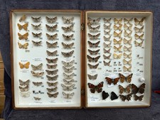 Store box british moths - of,