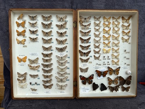 Store box british moths - store, of