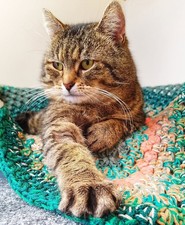 £1 TO HELP WITH OUR RESCUES -