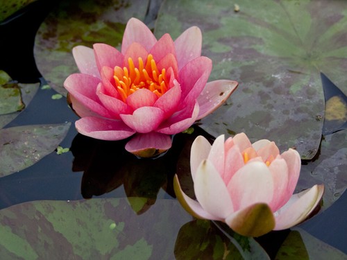 Multi listing live - listing, water