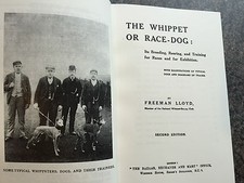 dogs whippets whippet racing