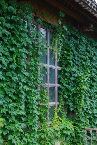 100 virginia creeper - 100,