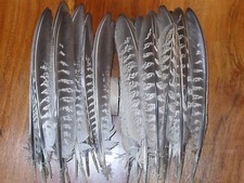 30 COCK  PHEASANT QUILL  WING  FEATHERS. FLY TYING .ART&CRAFT,JEWELLERY,FLORAL. 