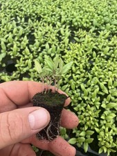 Herb Basil , Thai Siam Queen
