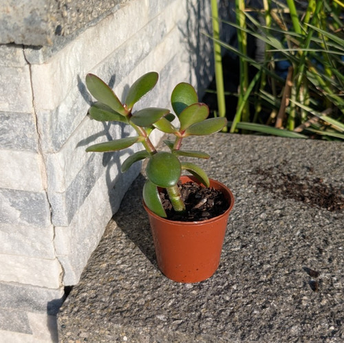 Succulent crassula ovata jade - succulent,