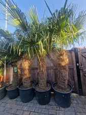 8ft Trachycarpus Fortunei