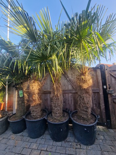 8ft trachycarpus fortunei - trachycarpus,