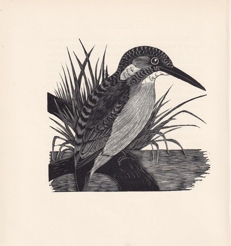 1929 kingfisher bird print - 1929,