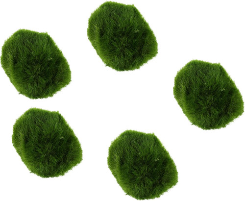 Live marimo moss - live, balls